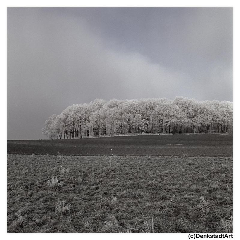 wenn der frostige Nebel schwindet - Winterlandschaft