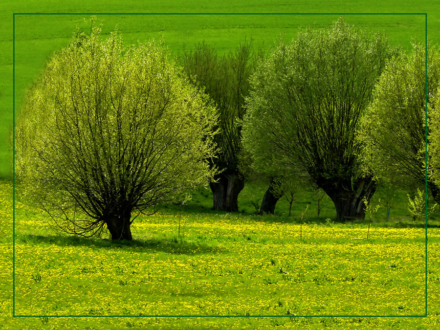 Wenn der Frühling....