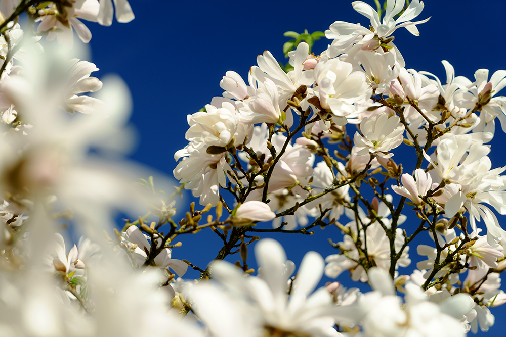 Wenn der Frühling ausbricht