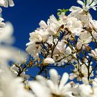 Wenn der Frühling ausbricht