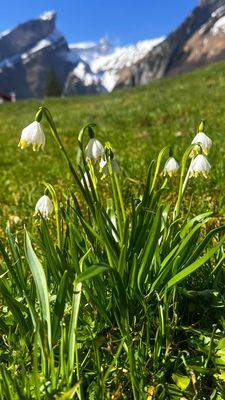 Wenn der Frühling den Winter trifft