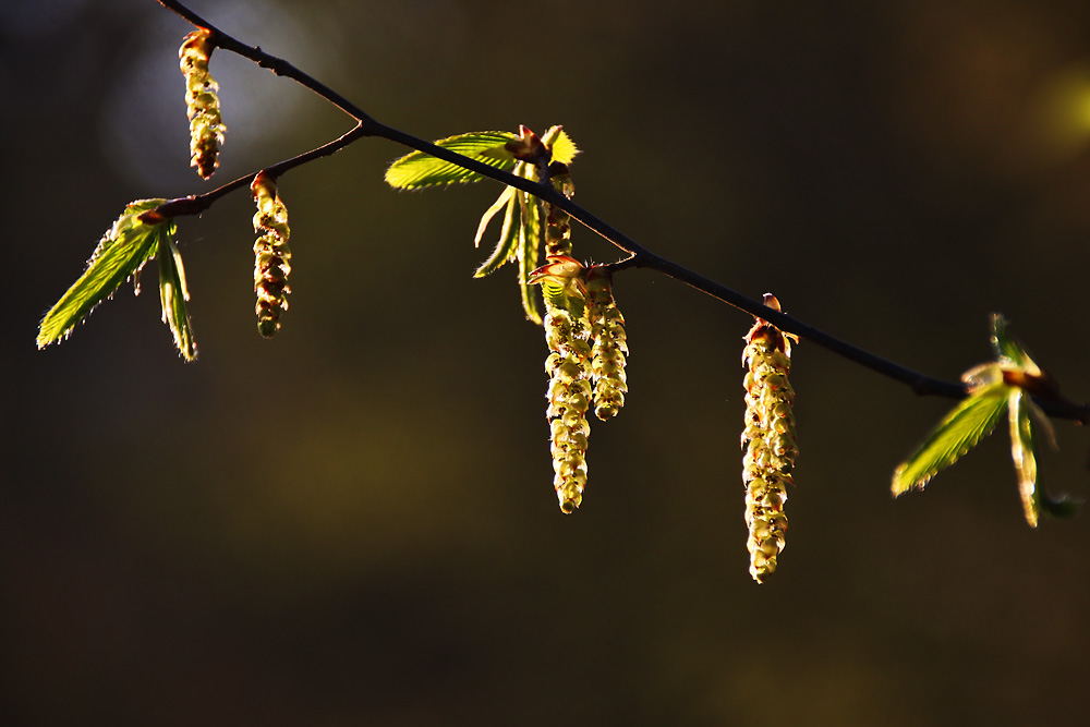 wenn der Frühling erwacht