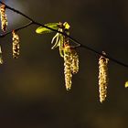 wenn der Frühling erwacht