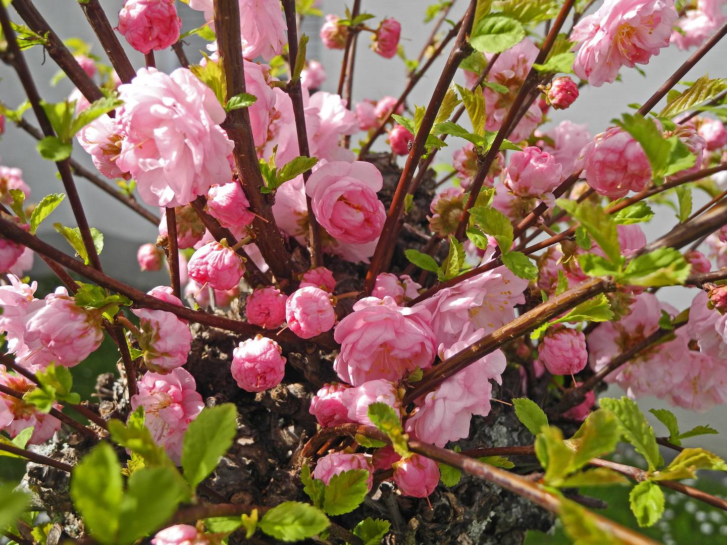 Wenn der Frühling explodiert ...unser Mandelbäumchen