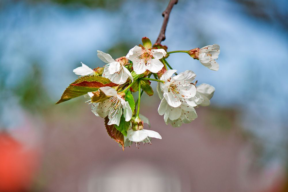 Wenn der Frühling kommt.....