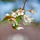 Wenn der Frühling kommt.....