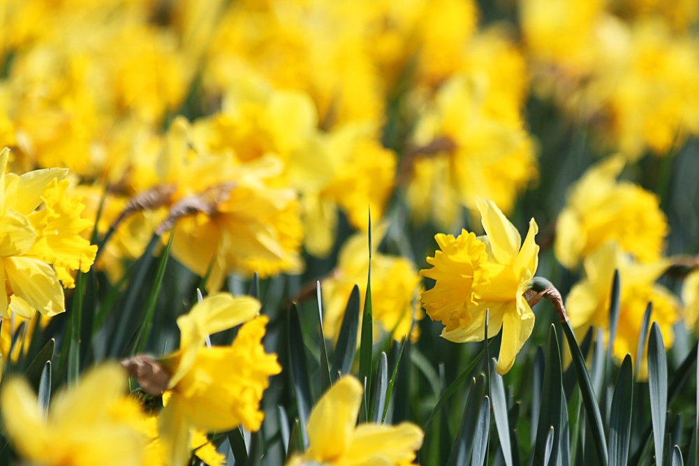 Wenn der Frühling kommt.. 2