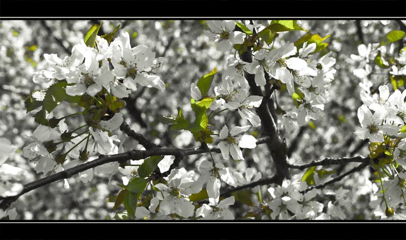 ... Wenn der Frühling kommt ...