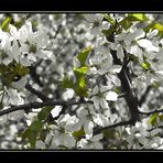 ... Wenn der Frühling kommt ...