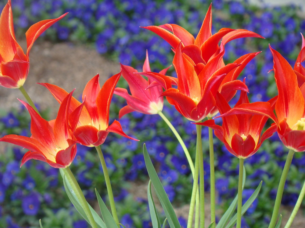 Wenn der Frühling kommt.... von Wolfgang Kloss