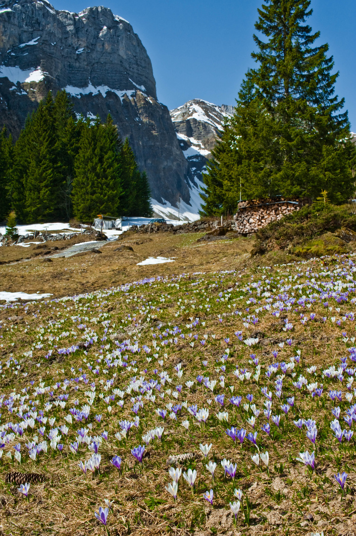 Wenn der Frühling kommt.