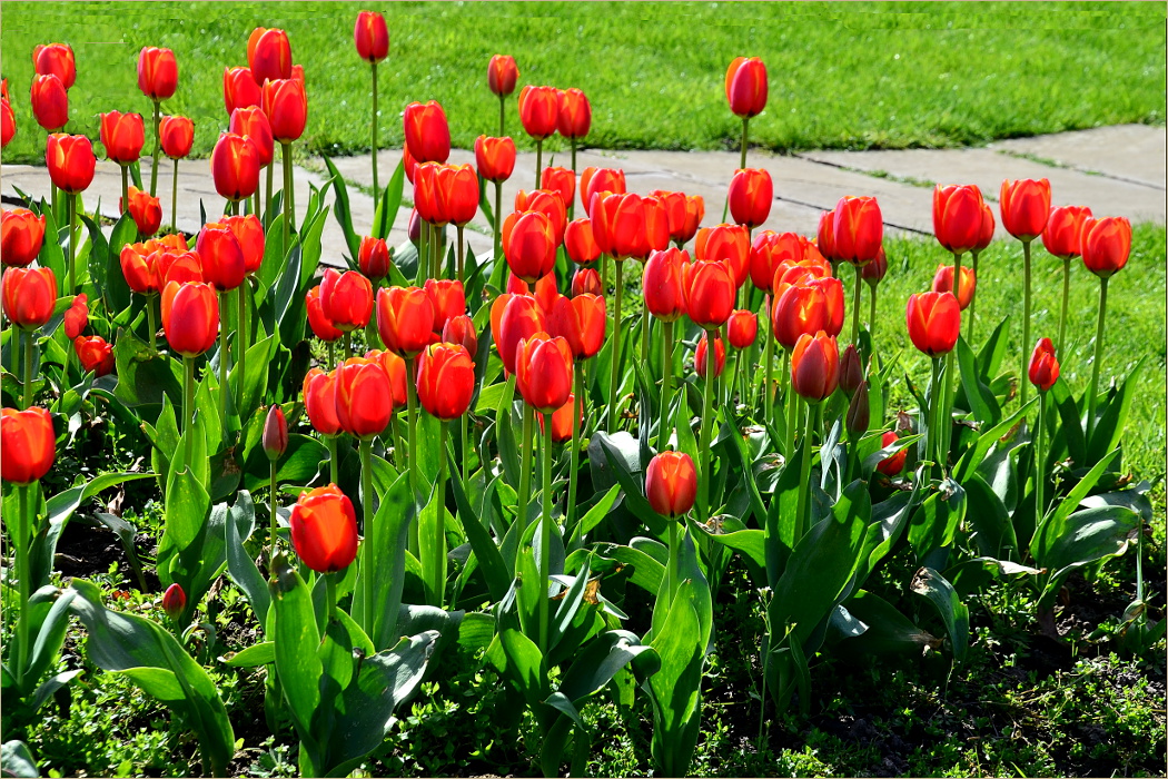 Wenn der Frühling kommt ...