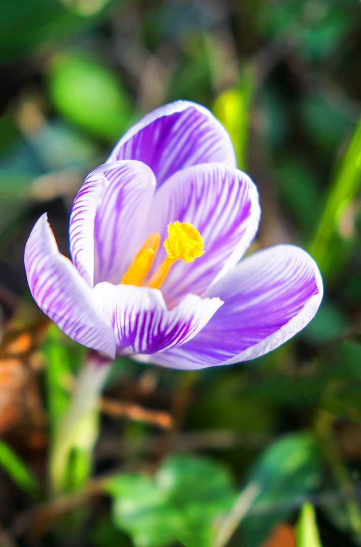 Wenn der Frühling kommt...