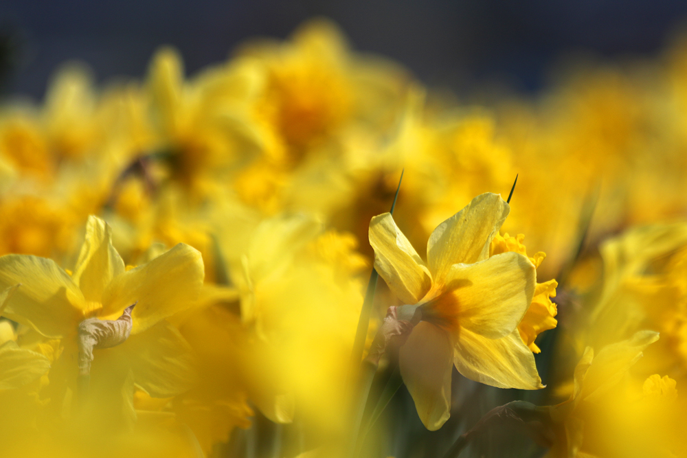 Wenn der Frühling kommt..