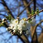 Wenn der Frühling kommt, dann kommt die Farbe mit.