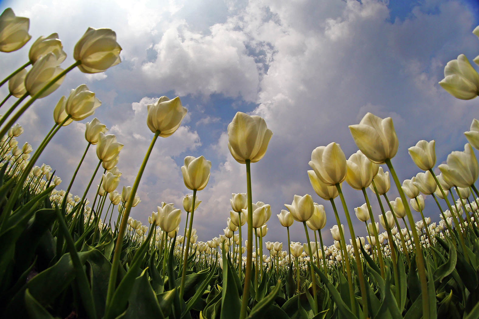 Wenn der Frühling kommt dann schick ich dir.....