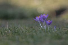 Wenn der Frühling kommt ...