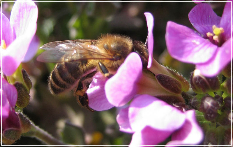 Wenn der Frühling kommt, kommen die Bienen...