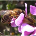 Wenn der Frühling kommt, kommen die Bienen...