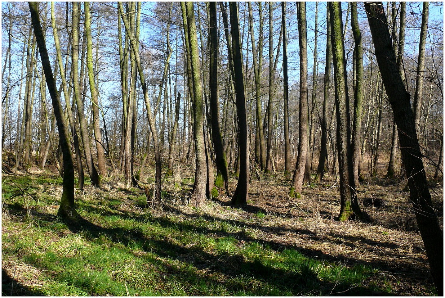 Wenn der Frühling nicht mehr weit ist