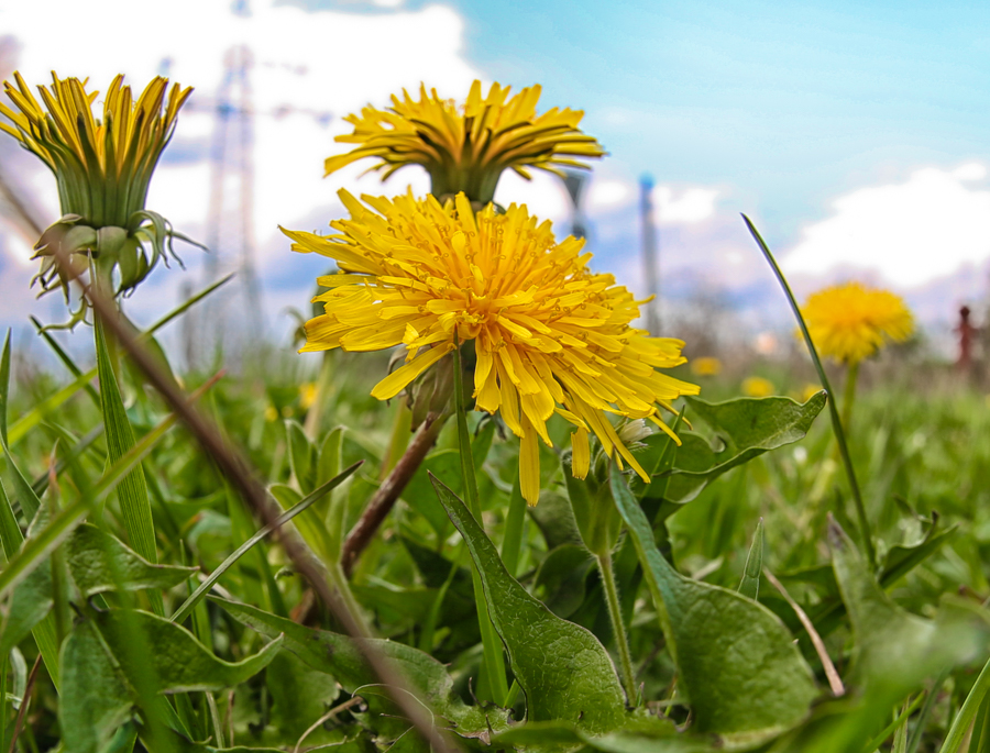 Wenn der Frühling sich endlich....