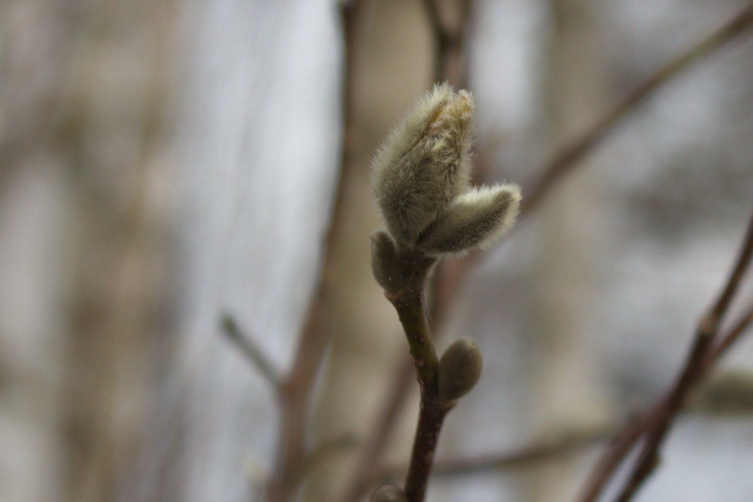 Wenn der Frühling sich meldet