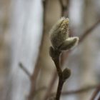 Wenn der Frühling sich meldet