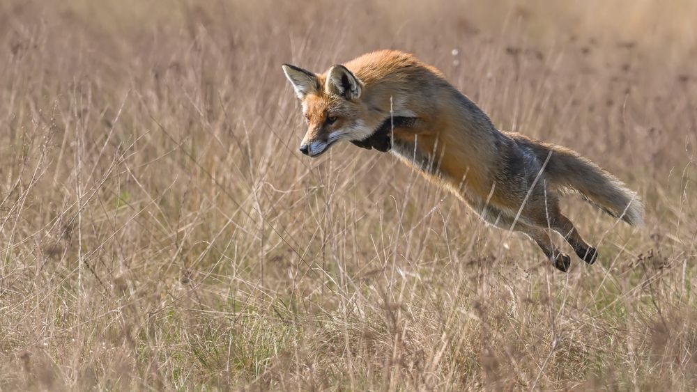 ,, wenn der Fuchs durch die Wiese fliegt "