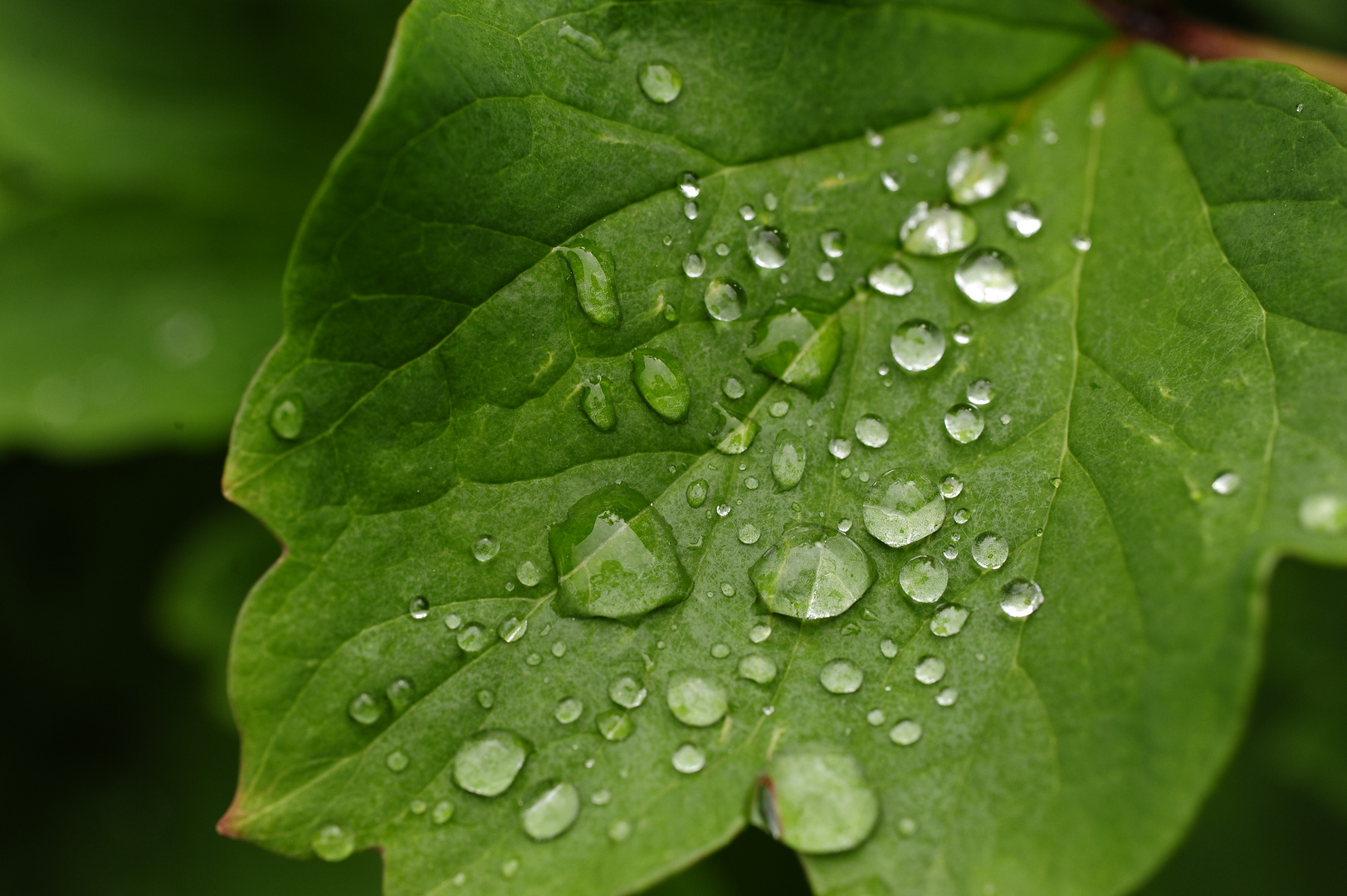 Wenn der Garten weint...