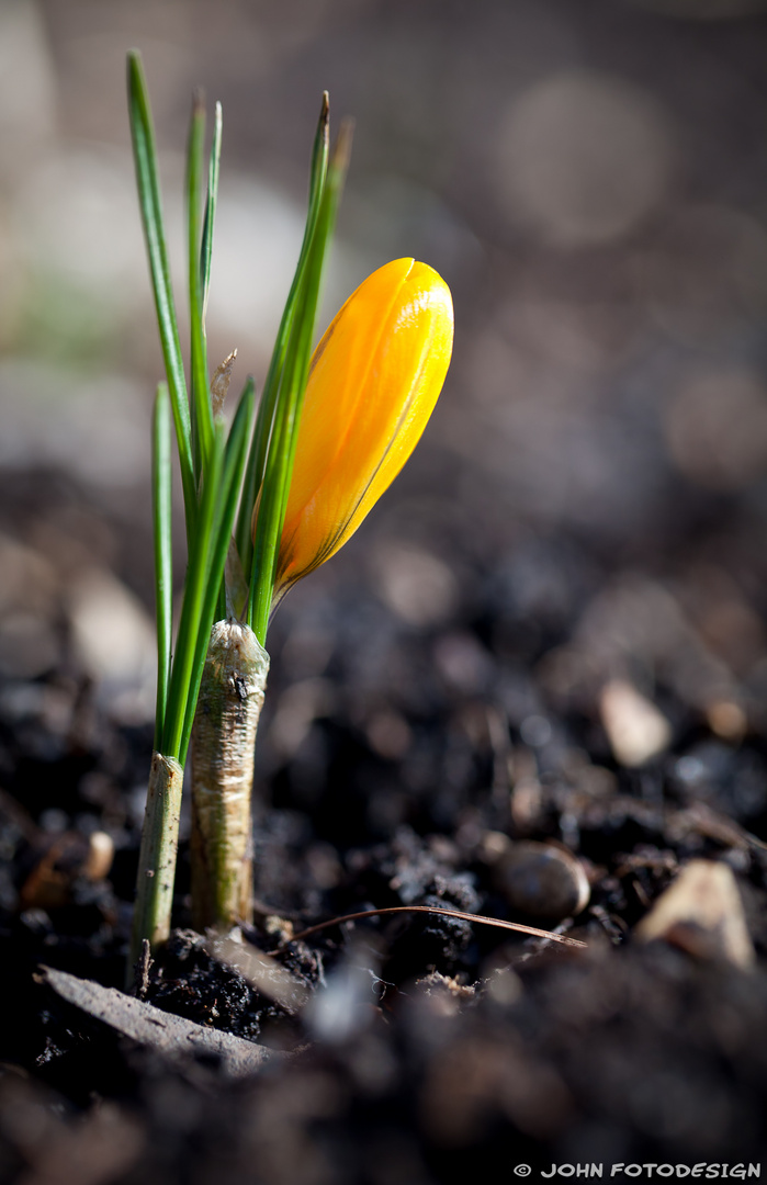 Wenn der Garten wieder zur Augenweide wird...