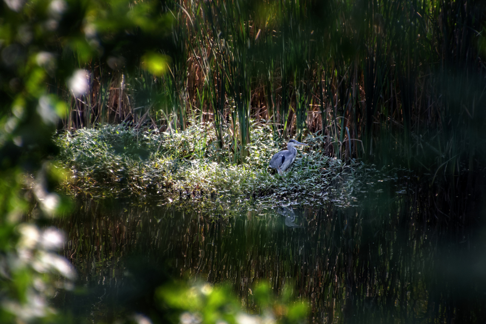 Wenn der Graureiher am Weiher an Fussbad nimmt