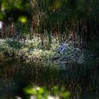 Wenn der Graureiher am Weiher an Fussbad nimmt