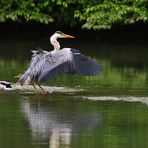 wenn der Graureiher im Wasser landet........