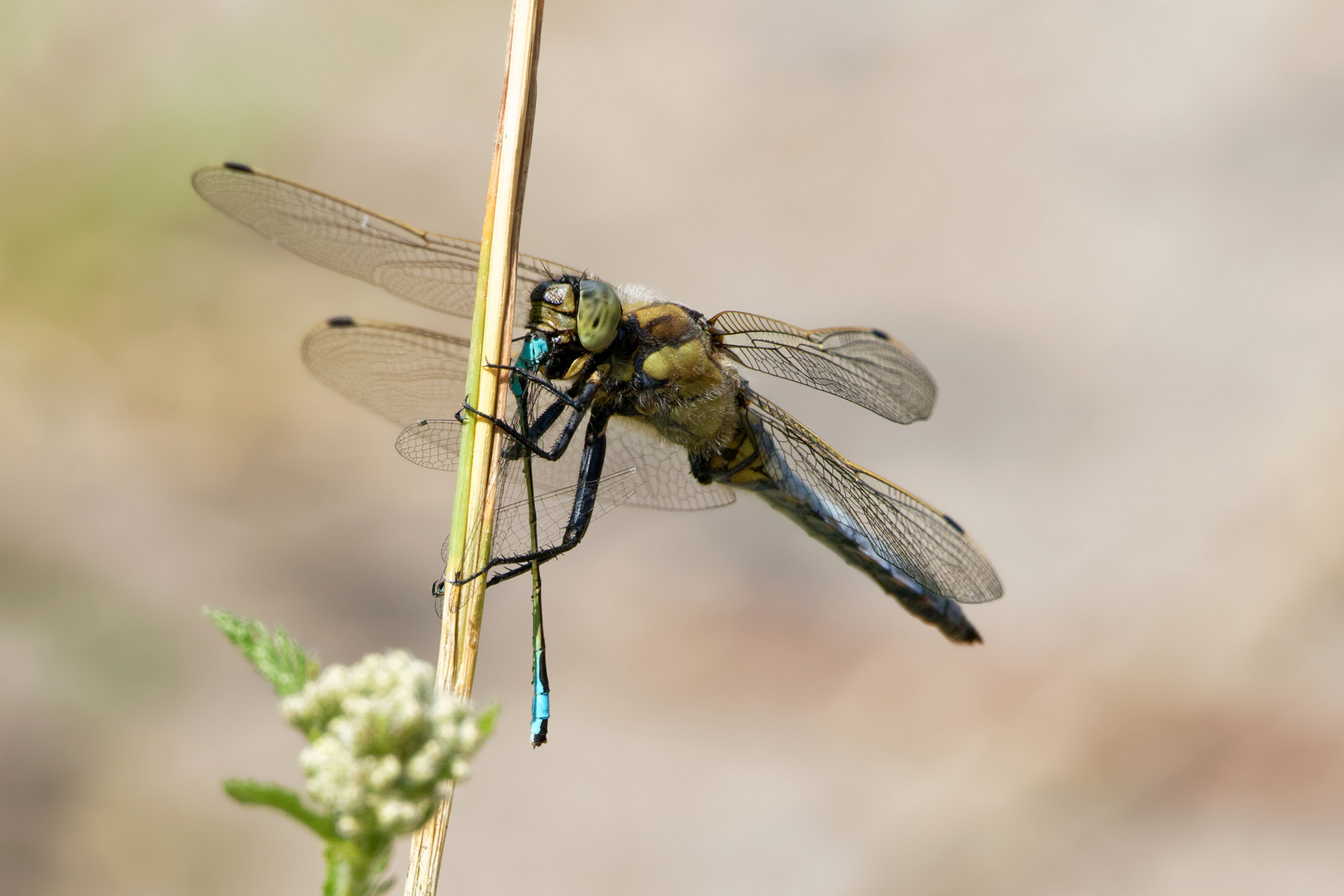 Wenn der große Hunger kommt... Großer Blaupfeil (Orthetrum cancellatum) frisst "Pechlibelle"