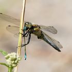 Wenn der große Hunger kommt... Großer Blaupfeil (Orthetrum cancellatum) frisst "Pechlibelle"