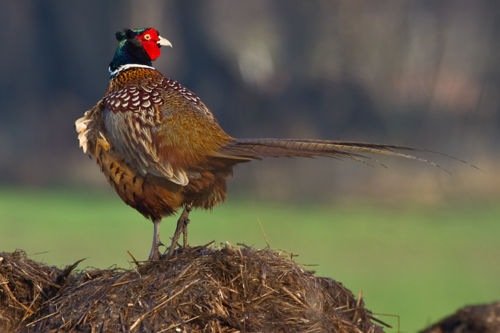 Wenn Der Hahn Kraht Auf Dem Mist Foto Bild Tiere Wildlife Wild Lebende Vogel Bilder Auf Fotocommunity