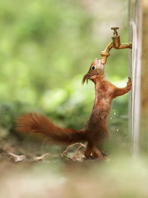 Wenn der Hahn tropft...