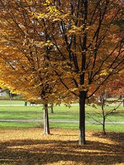 ... wenn der Herbst am Boden liegt.....