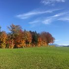 Wenn der Herbst die Blätter färbt ...