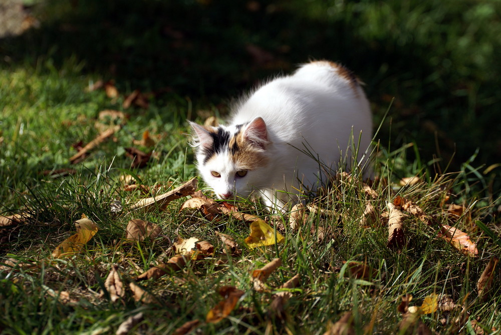 Wenn der Herbst die Nase berührt