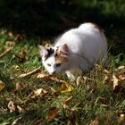 Wenn der Herbst die Nase berührt