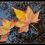 Wenn der Herbst ins Wasser fällt