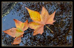 Wenn der Herbst ins Wasser fällt