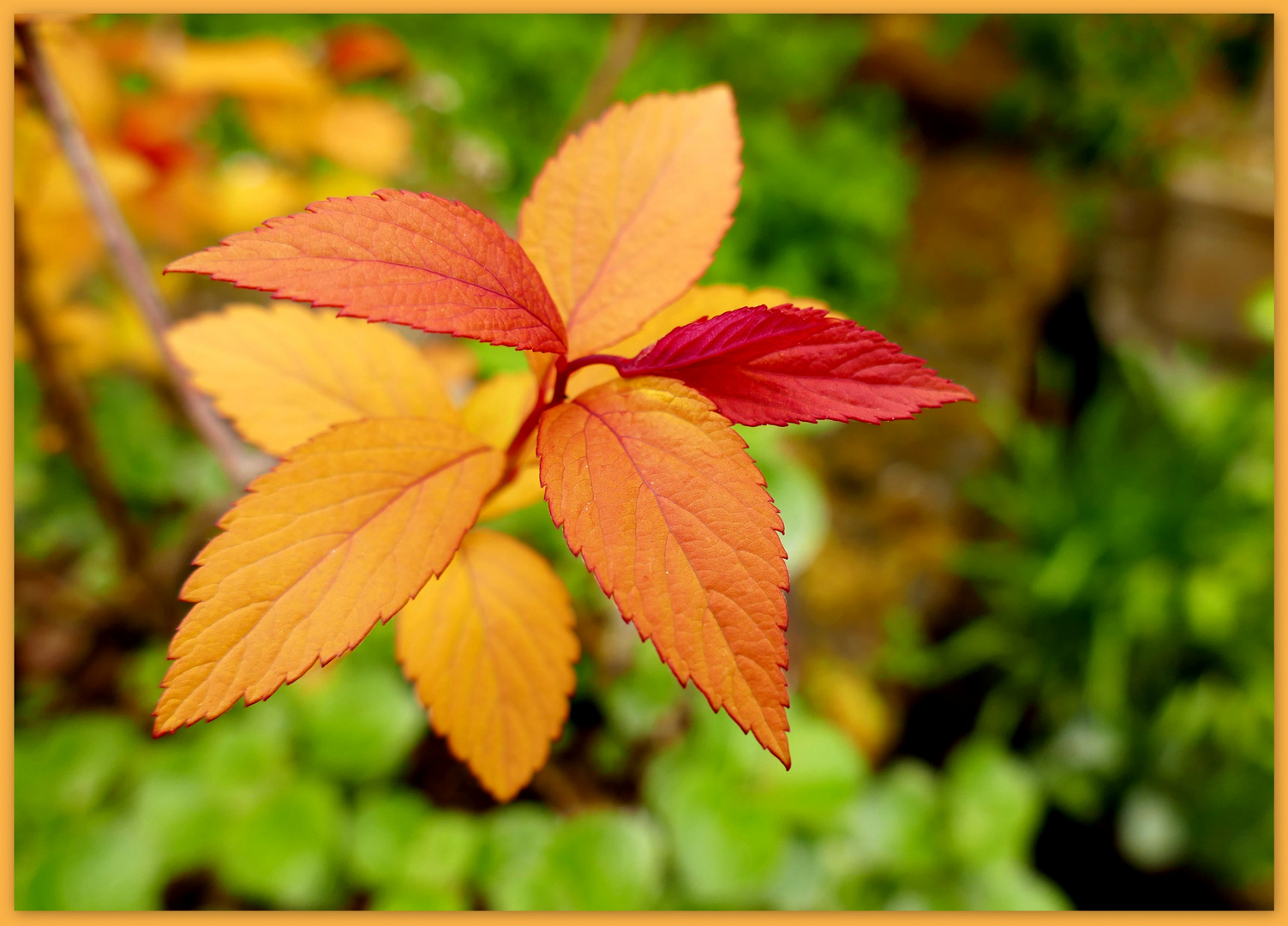 wenn der Herbst kommt...