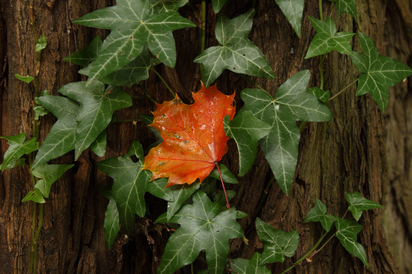 wenn der Herbst kommt