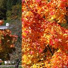 wenn der Herbst malt