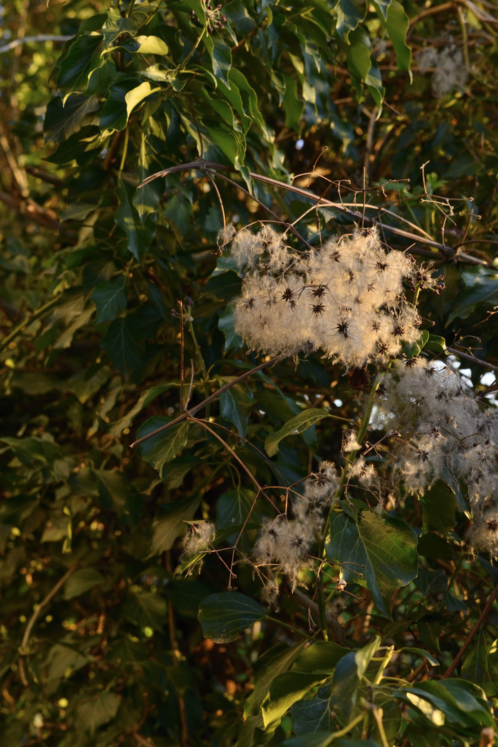 Wenn der Herbst mit dem Frühling