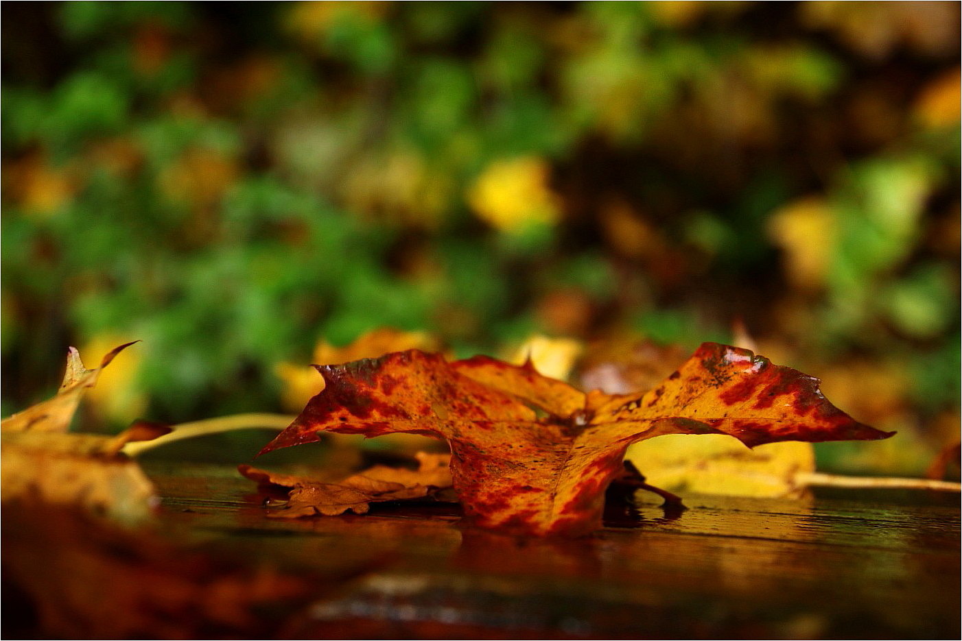 Wenn der Herbst sich niederläßt