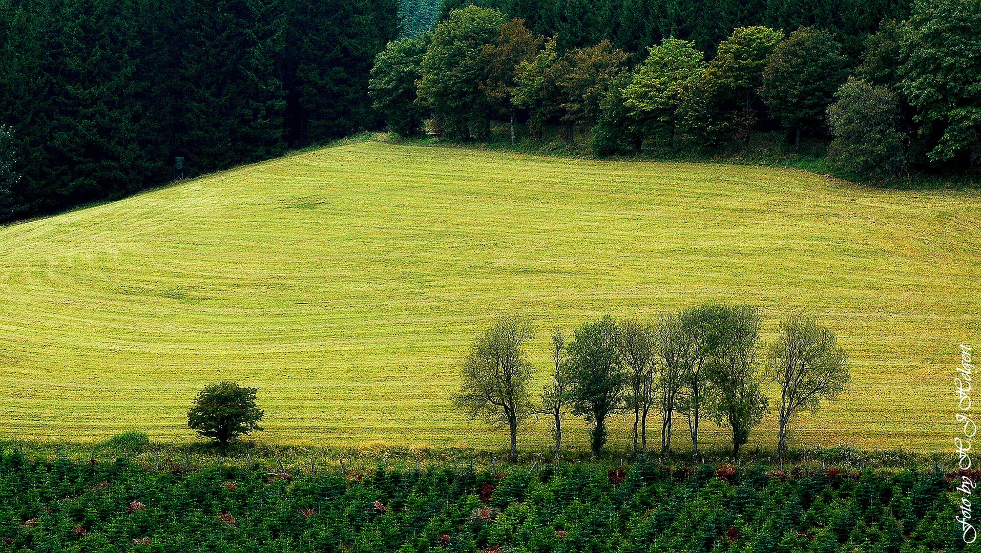 Wenn der Herbst streicht leise über Wald und Feld