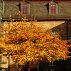 Wenn der Herbst zum Gartengestalter wird ... - Bild 2